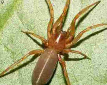 Tipos de Aranha