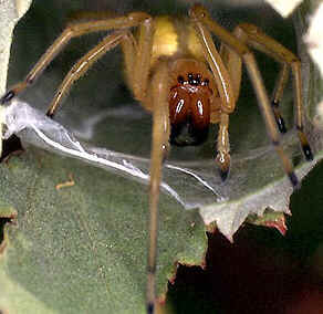 Tipos de Aranha