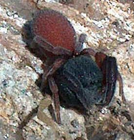 Tipos de Aranha