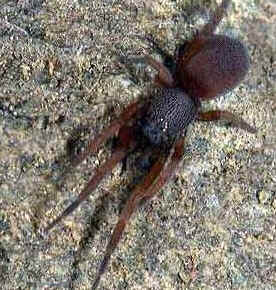 Tipos de Aranha