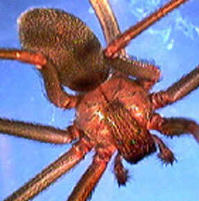 Tipos de Aranha