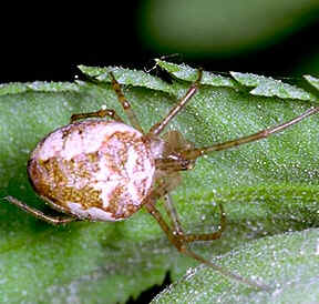 Tipos de Aranha