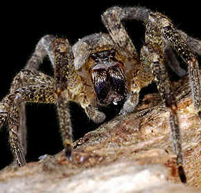 Tipos de Aranha