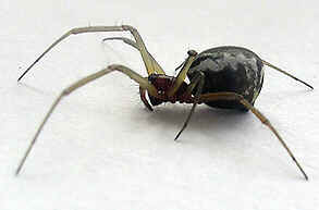 Tipos de Aranha