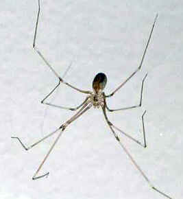 Tipos de Aranha