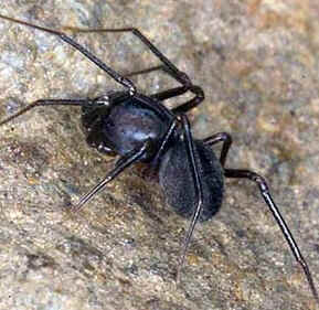 Tipos de Aranha