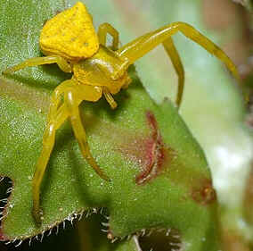 Tipos de Aranha