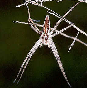 Tipos de Aranha