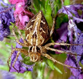 Tipos de Aranha
