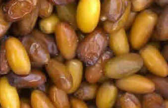 Tâmara