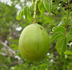 Umbu Umbu