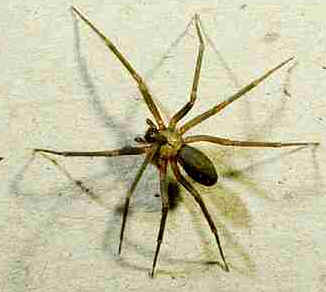 Veneno da Aranha Veneno da Aranha