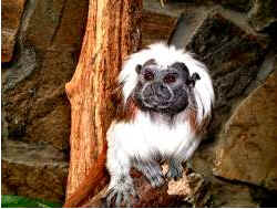 Sagui Sagui
