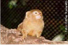 Sagui Sagui