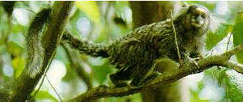 Sagui Sagui