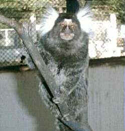 Sagui Sagui