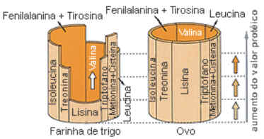 Tipos de Aminoácidos