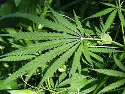 Maconha