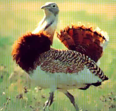 Abetarda