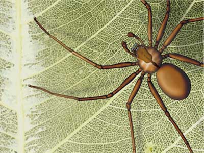 Aranha Marrom