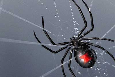 Aranha Viúva Negra