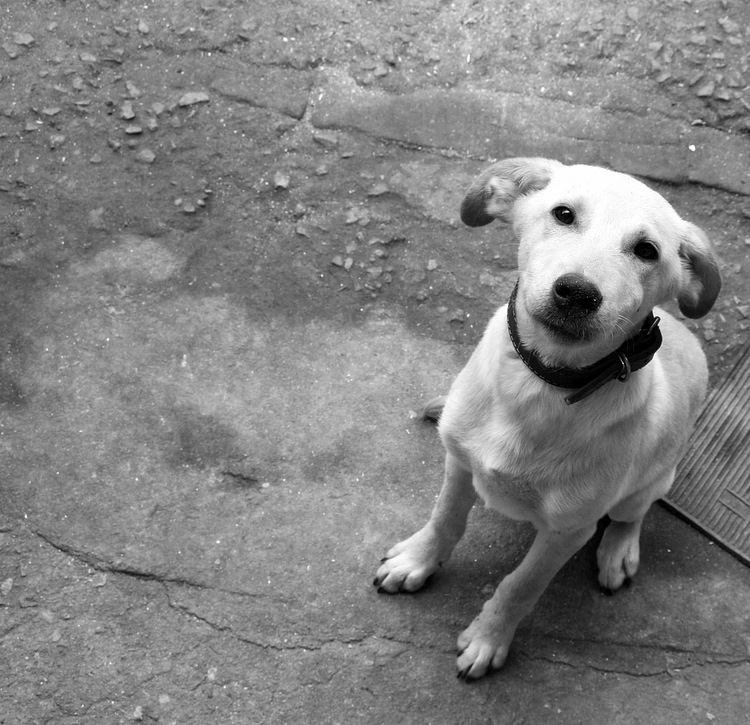 Adoção de Animais Adoção de Animais