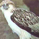 Águia Filipina