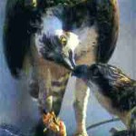Águia Pesqueira