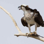 Águia Pesqueira