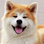 Akita Inu
