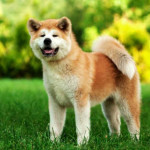 Akita Inu