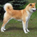 Akita Inu