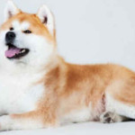 Akita Inu