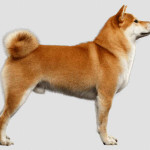 Akita Inu
