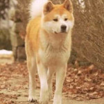 Akita Inu