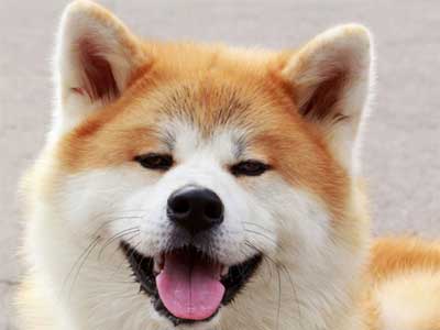 Akita Inu