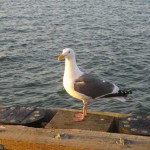 Alcatraz