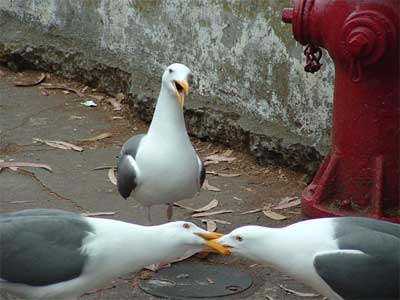 Alcatraz