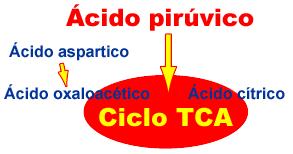Tipos de Aminoácidos