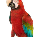 Arara