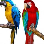 Arara