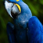 Arara