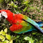 Arara