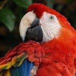 Arara