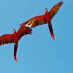 Arara