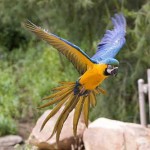 Arara