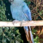 Arara Azul de Lear