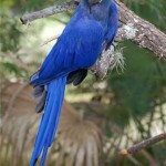 Arara Azul de Lear