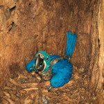 Arara Azul de Lear