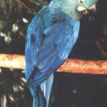 Arara Azul de Lear